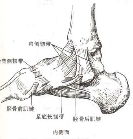 四肢创伤骨科及手外科,脊柱外科解剖图谱