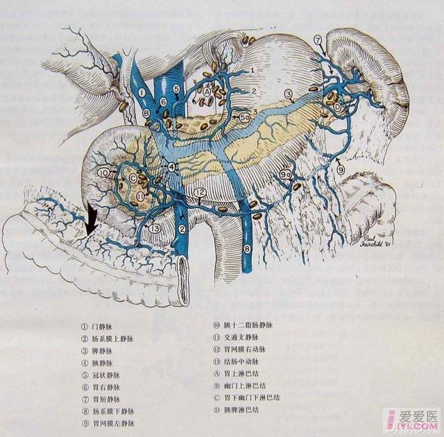 【贴图】腹部解剖图{超清晰 普外科讨论版 爱爱医医学论坛