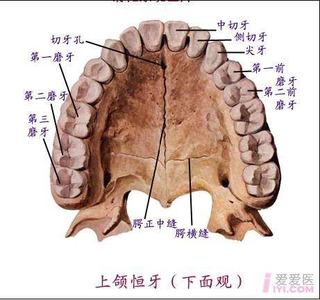 有没有各种牙齿的 牙合 面解剖图