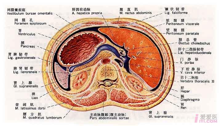 【贴图】人体解剖图解(腹部,呼吸系统,消化系统)