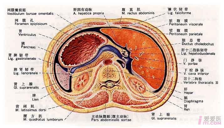 楼主lababa2006-07-12 18:50:59人体腹部器官构造图解