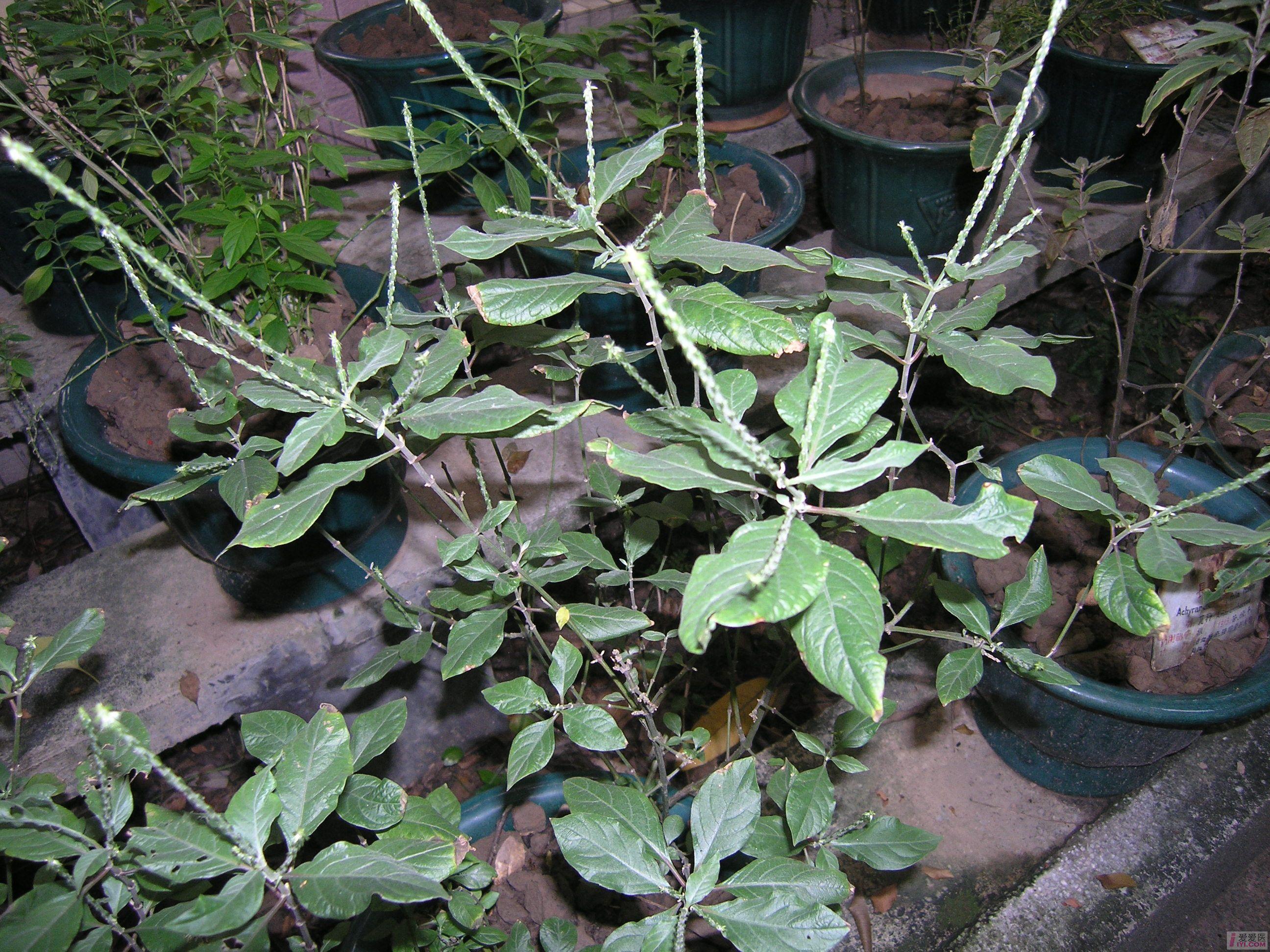 倒梗草(《广州植物志》),破布粘,白基牛膝,鸡骨草(《福建民间草药》)