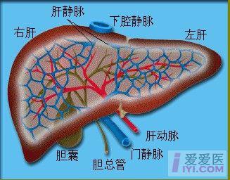 门静脉长轴切面(图像说明:cbd胆总管  pv门静脉  liver肝脏)  门静脉