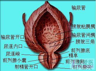 15楼回复飘逸膀胱超声检查测量方法与正常值  膀胱径线和容量测量  1.