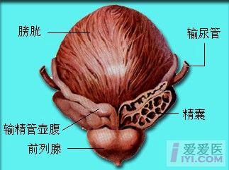 超声正常解剖与标准切面