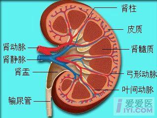 测量切面:肾脏冠状切面或矢状切面的最长切面.  2.