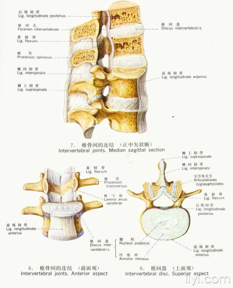 颈腰椎膝关节解剖图片