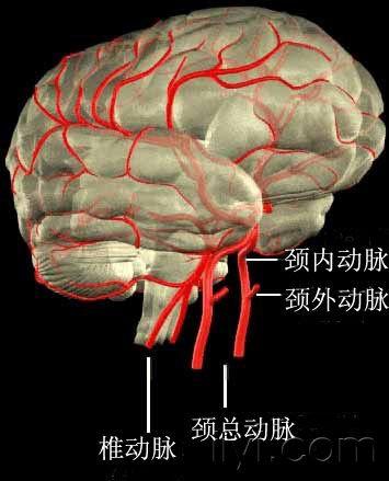 精美的脑血管图谱—豆纹动脉显示很清楚