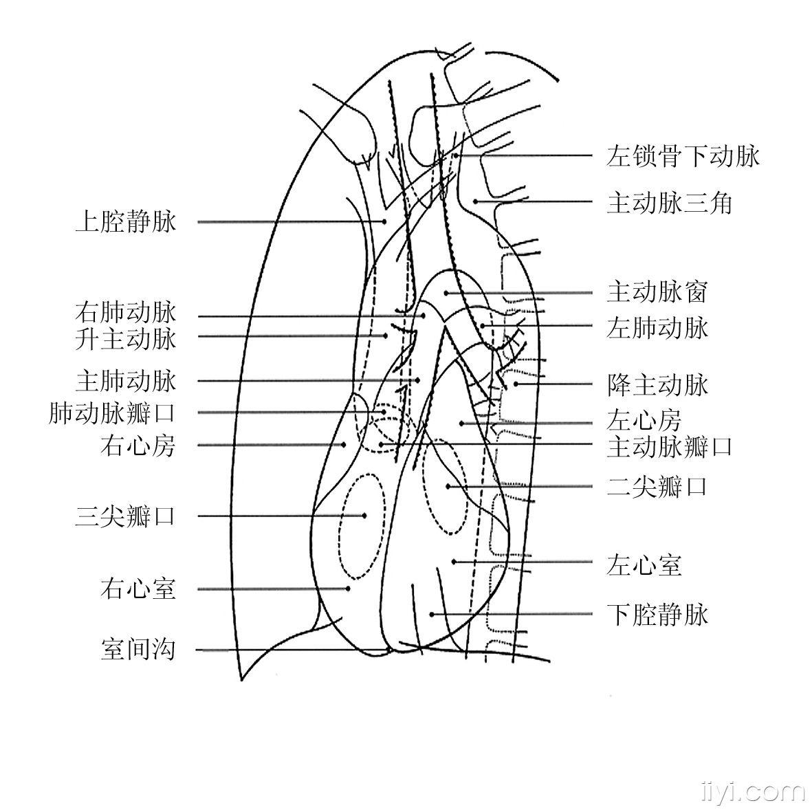 心血管科的一些影象图片