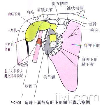 庞继光的 针刀入路示意图>