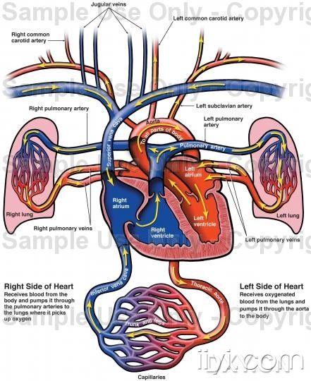 [资源] 非常难得的胸肺心解剖图
