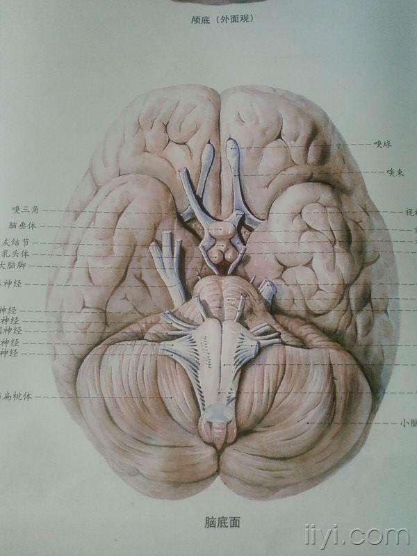 颅脑解剖图