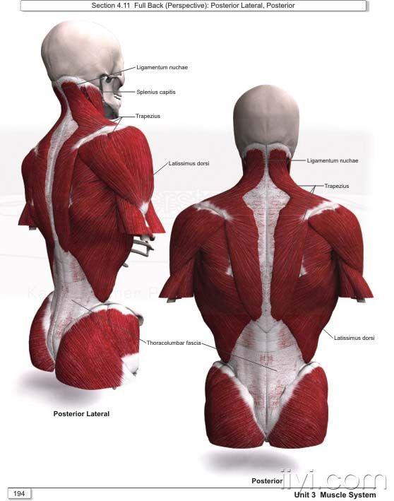 人体肌肉筋膜图谱