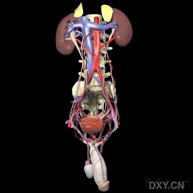 高清泌尿系统解剖三维图