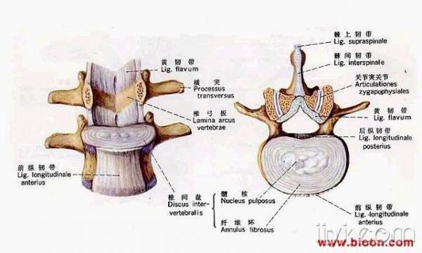 腰椎间盘突出症详解『图解』