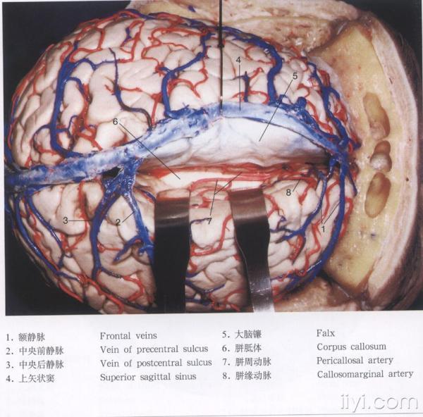 脑解剖图片