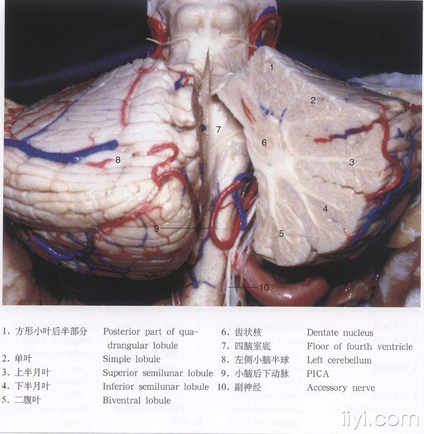 脑解剖图片 - 神经外科资源版 - 爱爱医医学论坛-爱爱