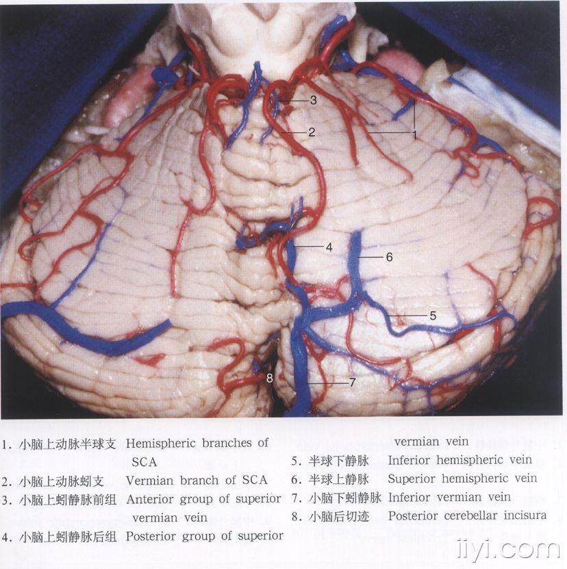 脑解剖图片 - 神经外科资源版 - 爱爱医医学论坛-爱爱