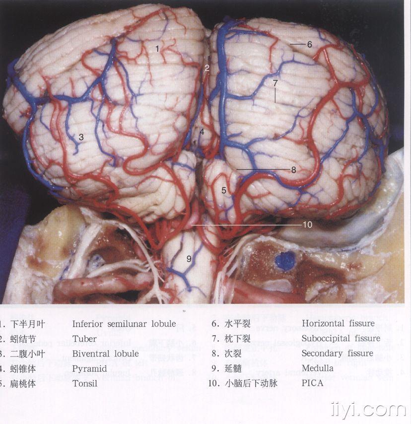 脑解剖图片 - 神经外科资源版 - 爱爱医医学论坛-爱爱