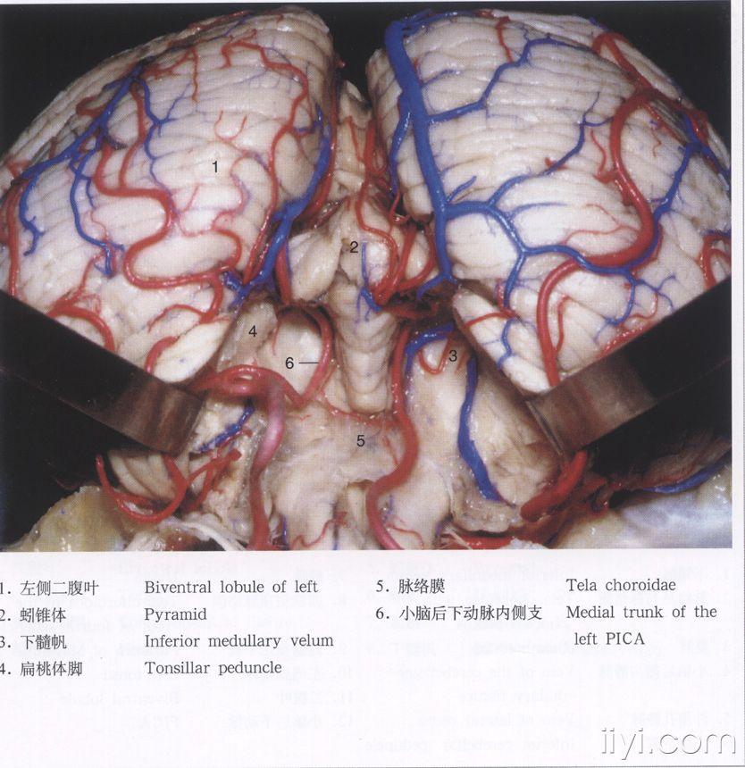 脑解剖图片 - 神经外科资源版 - 爱爱医医学论坛-爱爱