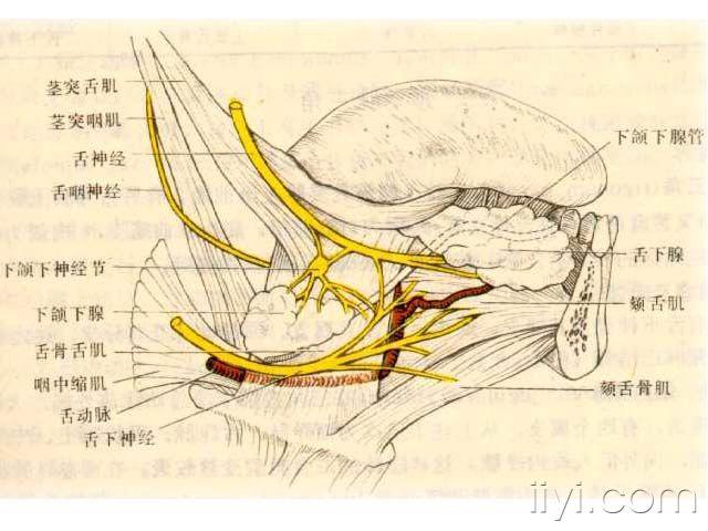 【分享】颌下腺主导管(腺体外导管)结石一例