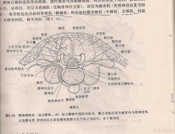 发张图,请教如何将针刀达到后纵韧带,进行松解.