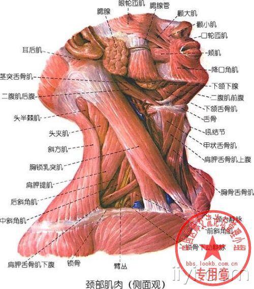 *隐藏内容 颈部肌肉(前面观 颈部肌肉(侧面观 颈部浅层