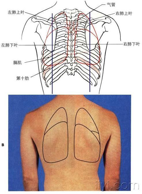 心肺体表投影 - 临床执业医师技能考试实践操作版