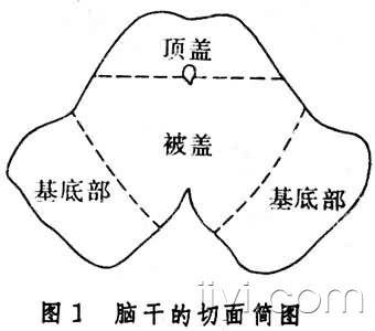 看看中脑的顶盖/被盖示意图