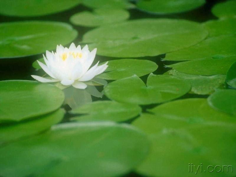 水莲花