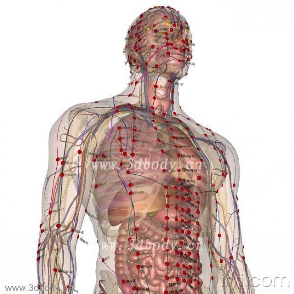 3dbody.cn/精美3d人体解剖图.pdf