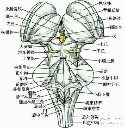 脑干示意图