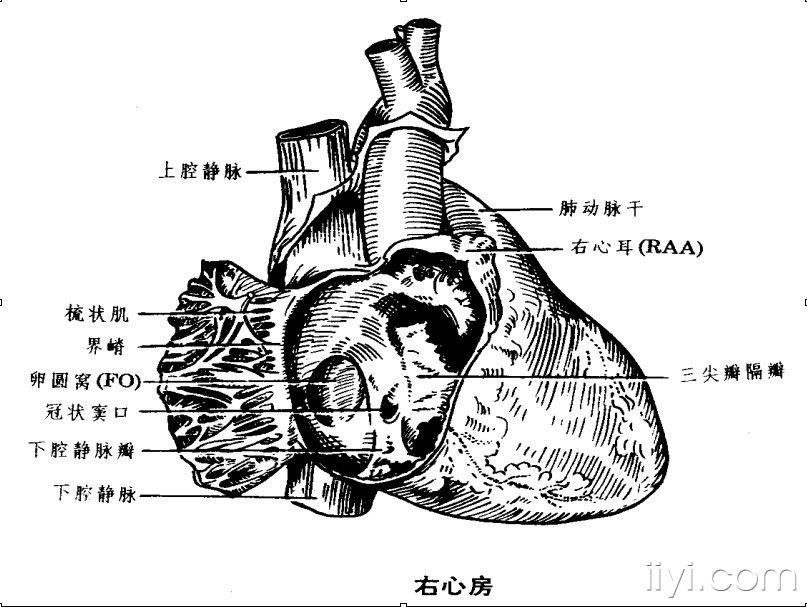 上方——上腔静脉入口      下方——下腔静脉入口