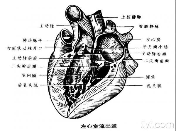 心脏解剖概要