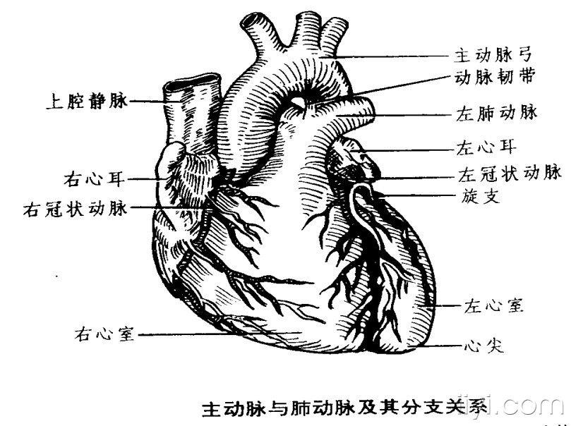 右肺动脉.