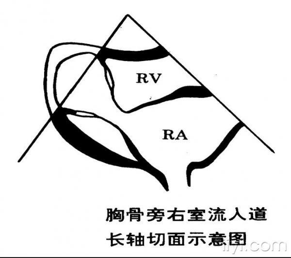 心脏解剖概要