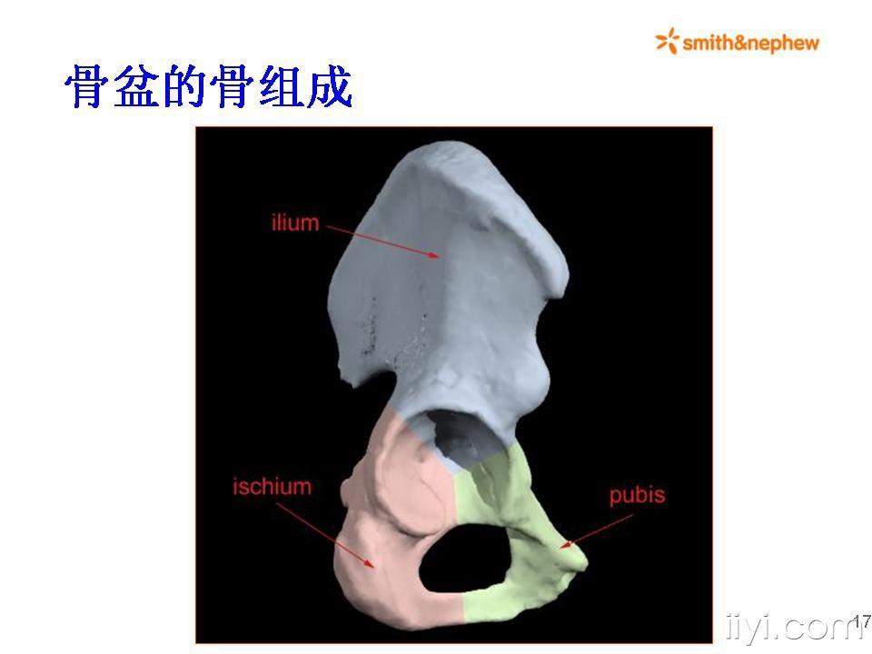 正常髋膝关节解剖