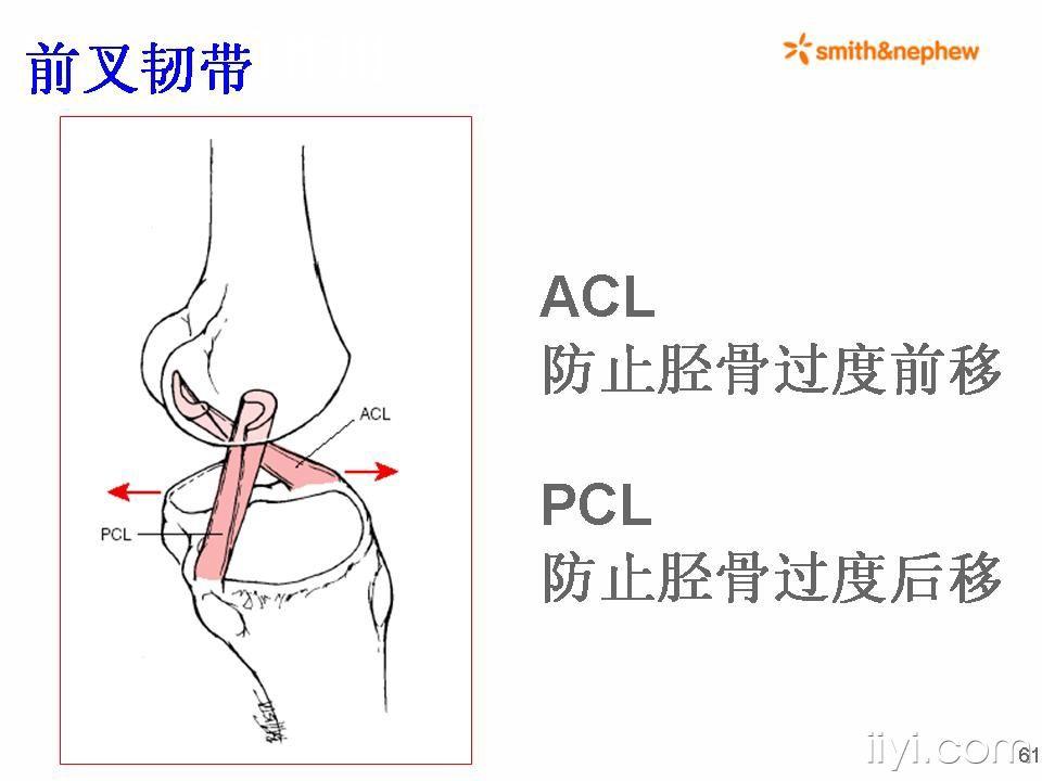 正常髋膝关节解剖