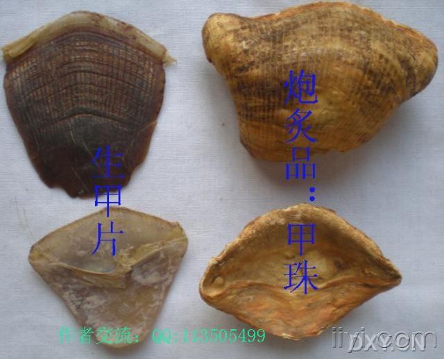 生穿山甲如何炮制?