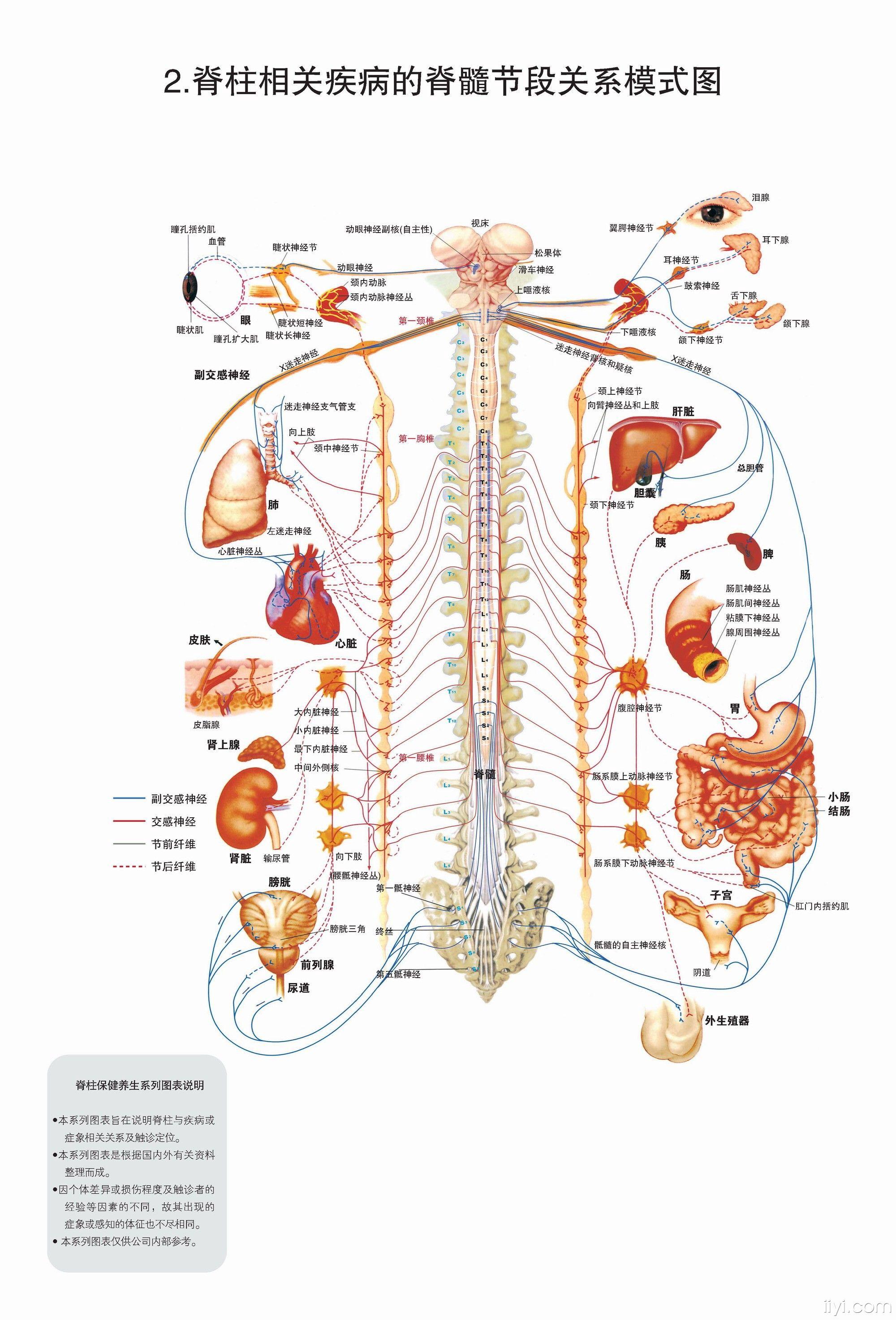 脊柱相关疾病-脊柱图解