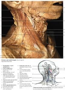 颈椎解剖图片