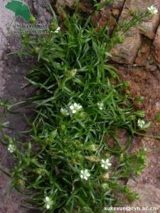 谁知道这是什么中药 送100朵鲜花