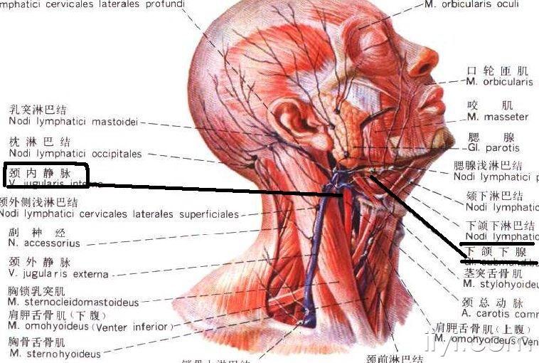 彩超的淋巴结是在颈内静脉外侧!根本就不是在下颌.