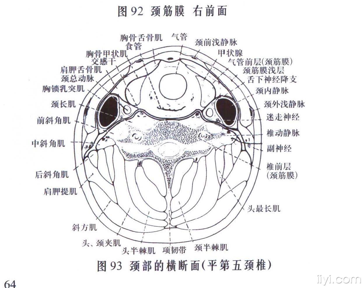 颈椎后部的肌肉解剖