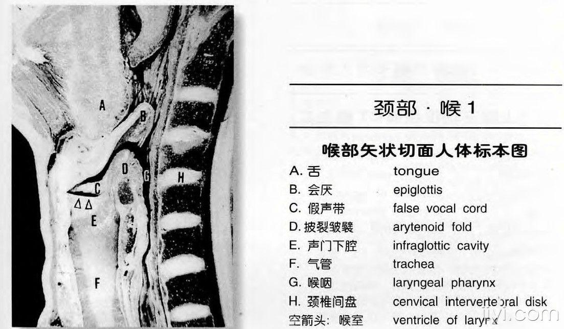 颈部ct解剖图谱jpg格式(申请加精)