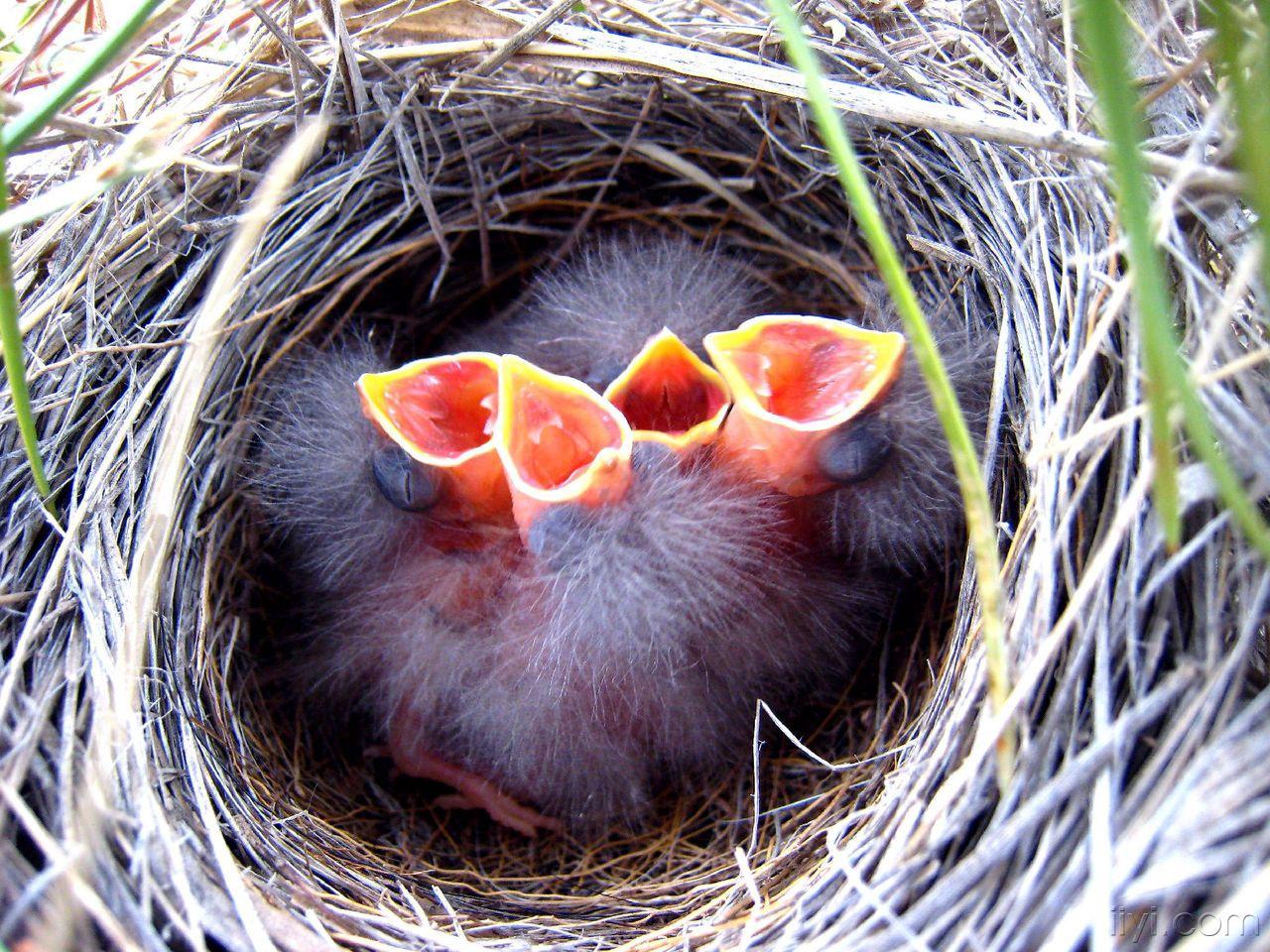 一窝红顶画眉鸟的孵化过程(组图)