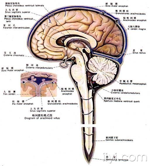 脑脊液的循环,产生,更新与产量 神经内科资源版 爱爱医医学论坛-