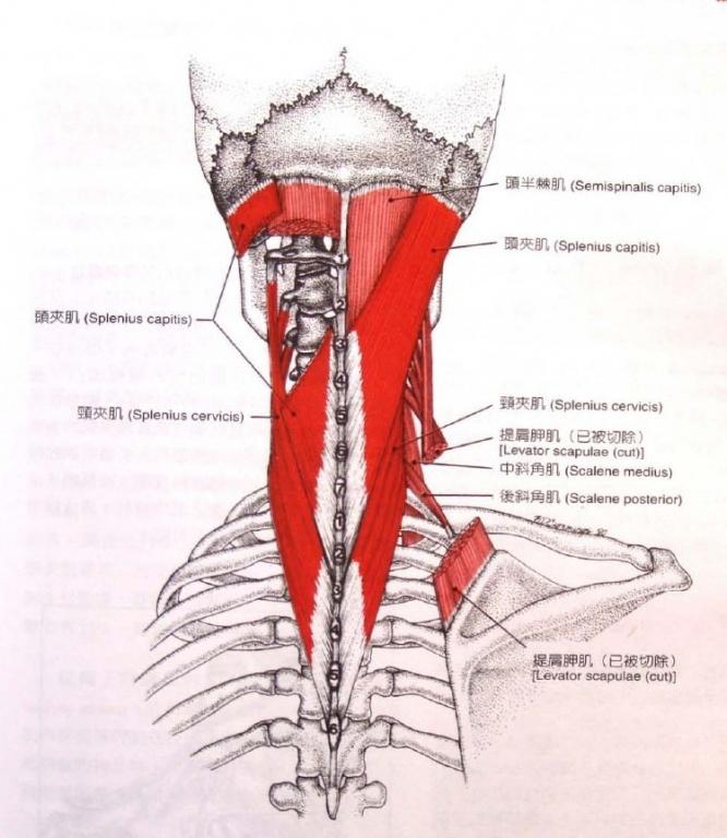 一些颈椎肌肉图片