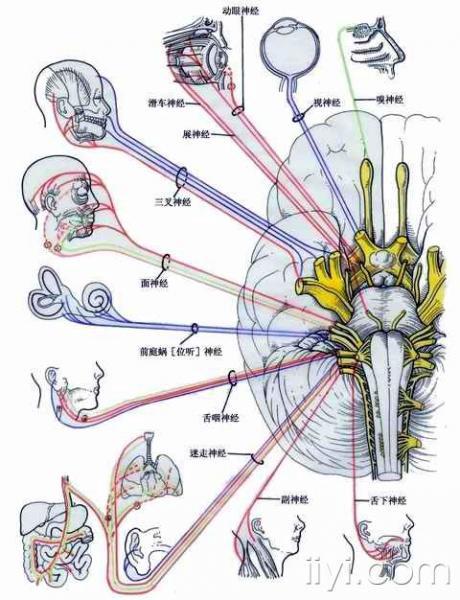 脑神经—系统解剖(图文)