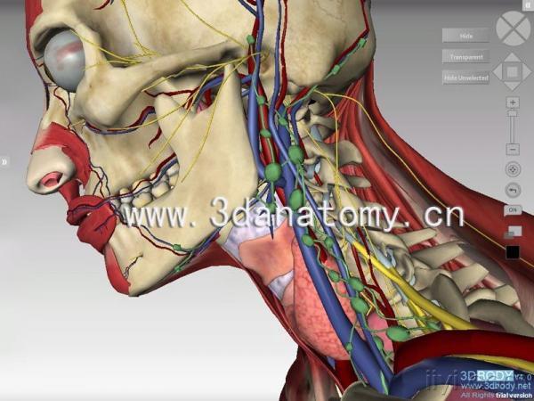 中文正版 三维解剖软件(3dbody)--外科,中医科大夫必备